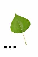 Peuplier d'Italie - feuille sur fond blanc (Populus nigra)